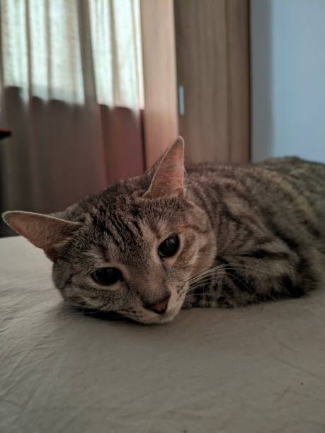 istock Relaxed Tabby Cat Lying on Bed with Soft Natural Light 2171737374