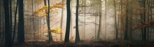 istock Fairytale mood in a foggy forest 2171738797