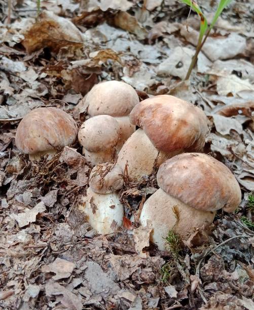 istock Beautiful mushrooms 2171738935
