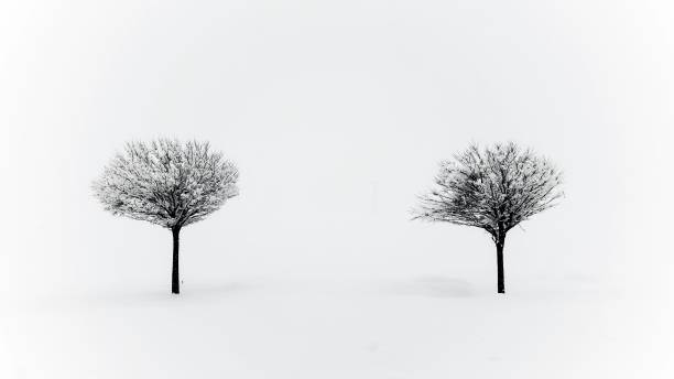 istock Small sweet single trees covered in winter snow. It's cold and it's winter. 2171739829