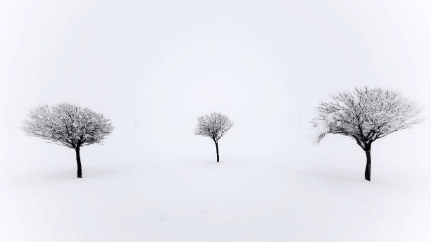 istock Small sweet single trees covered in winter snow. It's cold and it's winter. 2171739850
