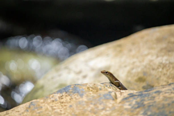 Close up photo of Brown indian sun skink sunbathing on a rock.