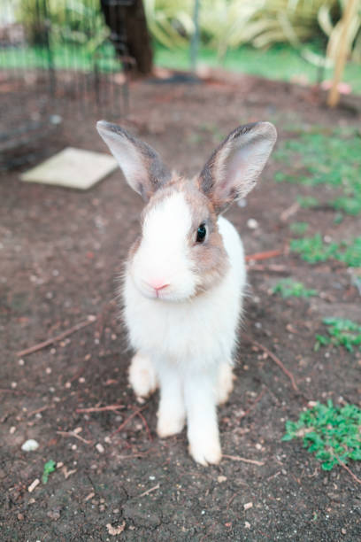 istock Fluffy rabbit lying on ground in the farm 2171739897
