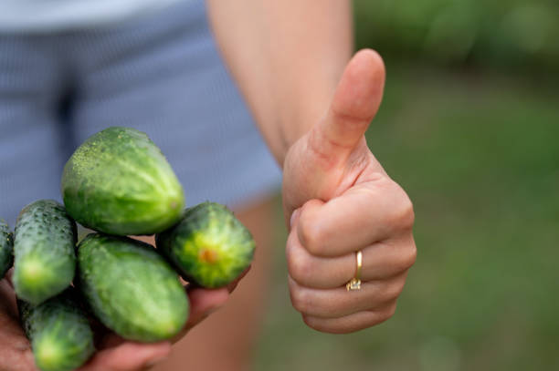 Female hands hold fresh cucumbers and shows thumbs up. Selective focus.