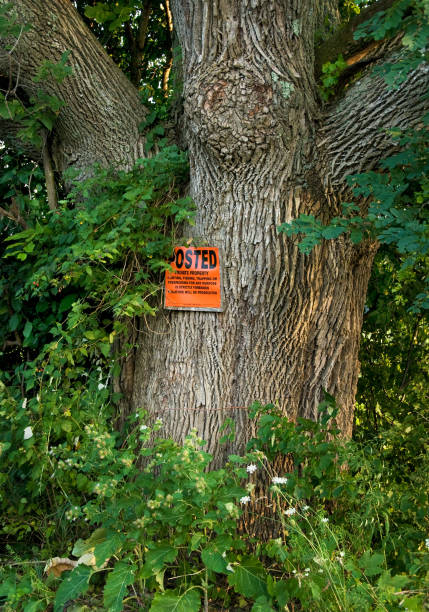 istock Old tree with orange posted sign 2171740288