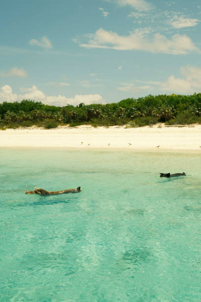 istock Pigs at Play in Paradise 2171741268
