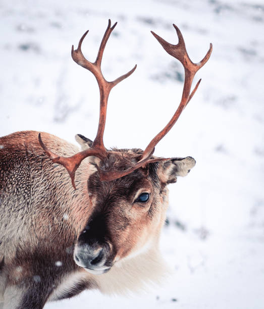 istock Reindeer in a Sami camp in Tromso, Norway. 2171744999