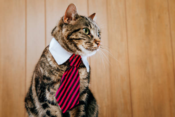 istock Business Cat In The Office 2171745335