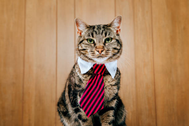 A tabby cat wears a collar and tie, posing for a portrait in front of a wood retro wood paneled wall.
