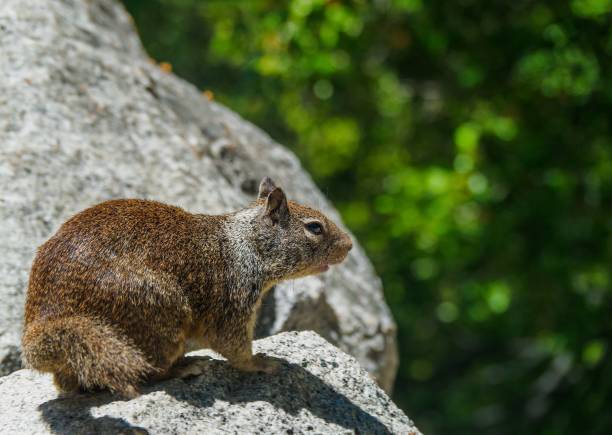 Squirrels at Yosemite national park are not afraid of human. They get quite used to being fed by tourists.
