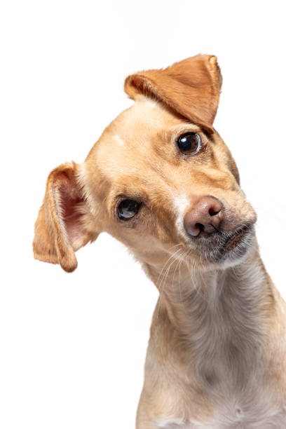 istock Curious small tan dog tilts head while posing against a plain white background in a well-lit studio setting 2171748697