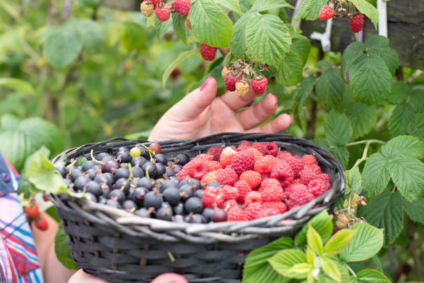 Raspberries Garden Plant Nature - Free photo on Pixabay