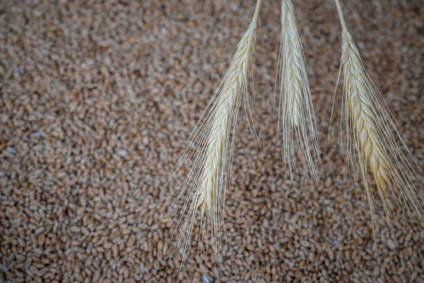 Ears of wheat on a blurred grain background. Wheat surface for design. Copy space. Selective focus.