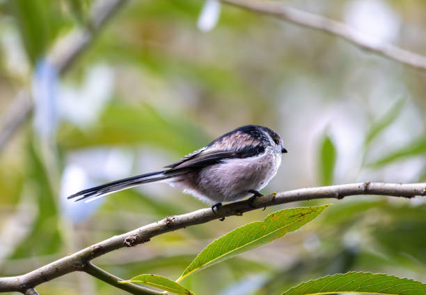 Long-tailed tit, Aegithalos caudatus. A bird sits on a branch, close-up,