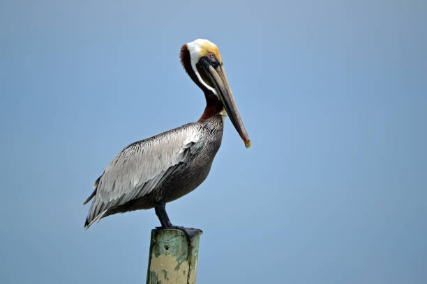 The clear blue sky forms a tranquil backdrop, while the Pelican remains perfectly still.