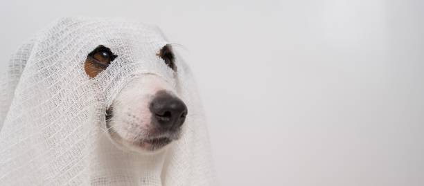 Dog Jack Russell Terrier in a ghost costume on a white background