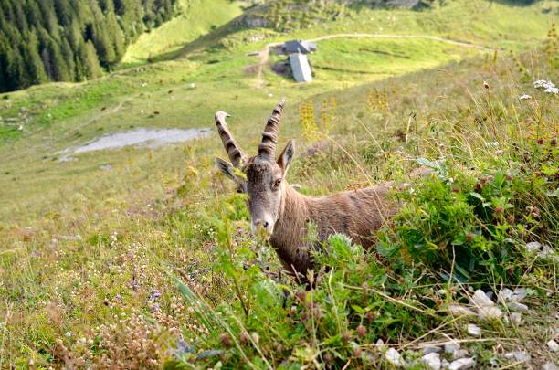 istock Ibex in the French alps 2171759067