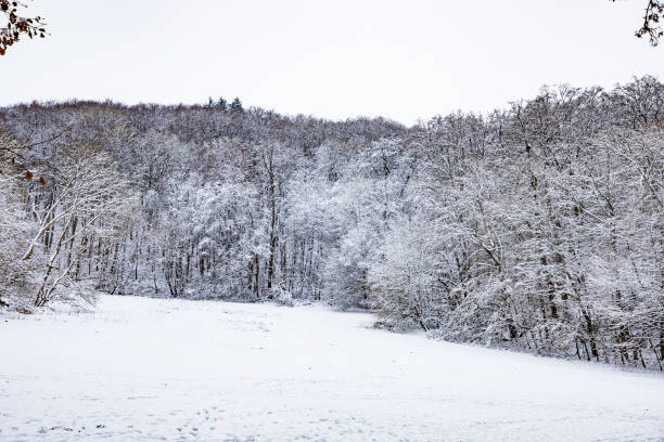 Kassel, Germany - trees and buildings in winter
