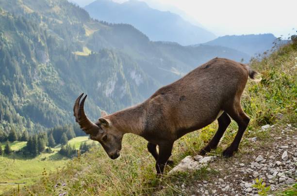 Ibex in the French alps