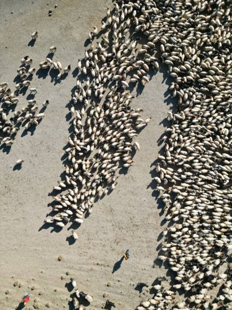 Shepherd and flock on the highlands