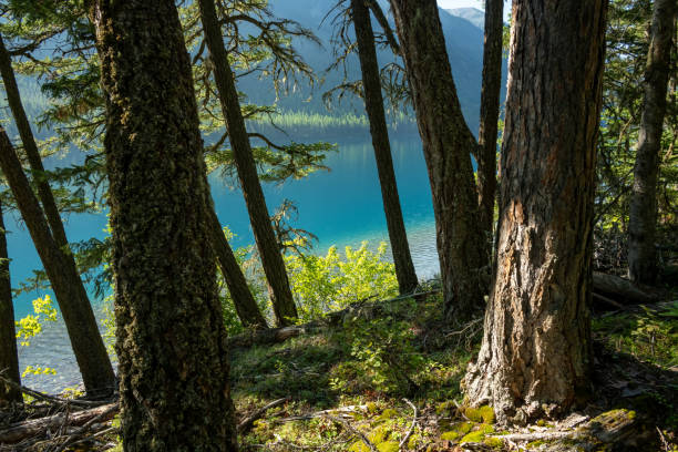 istock Forest Floor Drops Into The Blue Waters Of Bowman Lake 2171763455