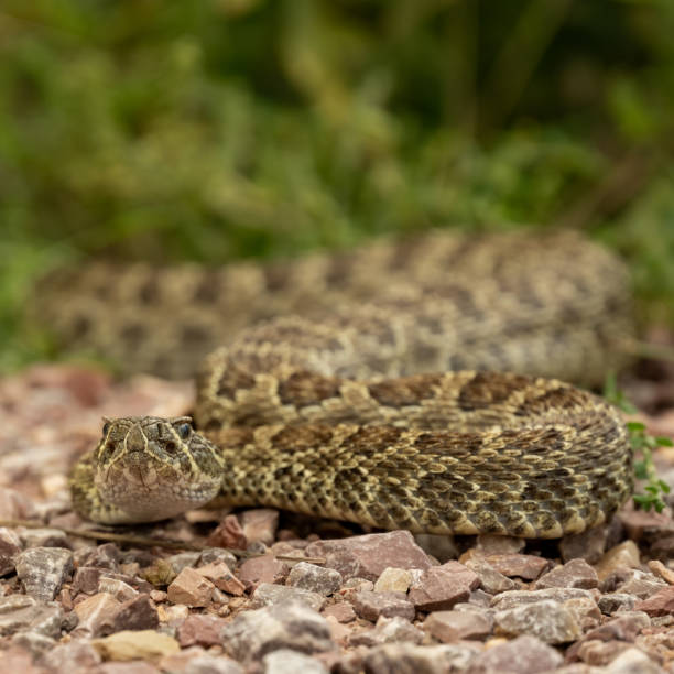 istock Low Angle View of Rattle Snake Looking At Camera 2171763762