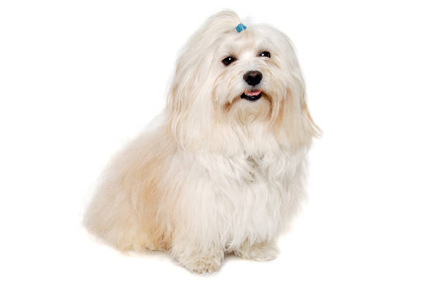istock Happe Coton De Tulear dog sitting on a clean white background 2171765146