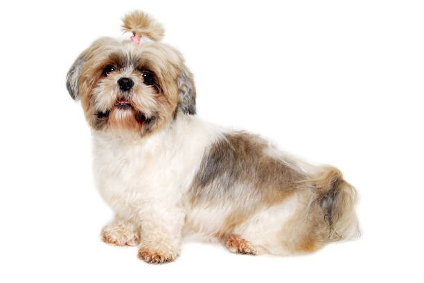istock Sad shih tzu dog sitting on a clean white background. 2171765154