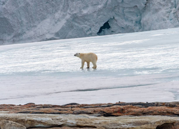 istock Polar Bear Traversing Glacial Ice 2171770680