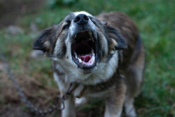 An angry dog ​​is barking at you. He opened his mouth aggressively.