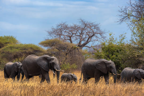 istock Herd of Elephants Marches 2171775258