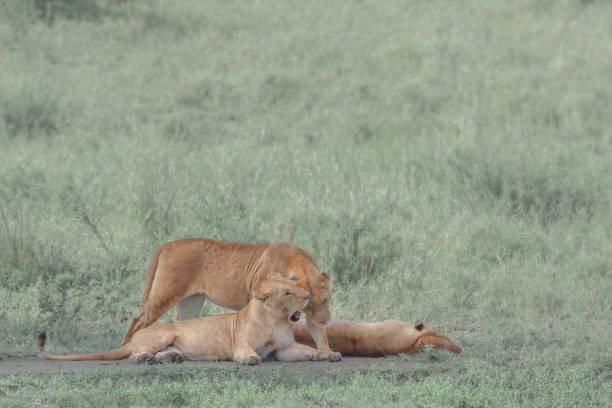 istock Small Pride of Lions 2171775470
