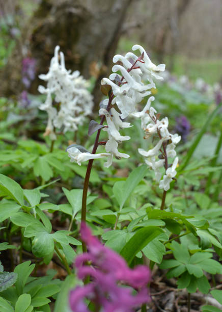 istock In spring, corydalis blooms in the forest 2171776327