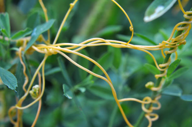 The parasitic plant cuscuta grows in the field among crops