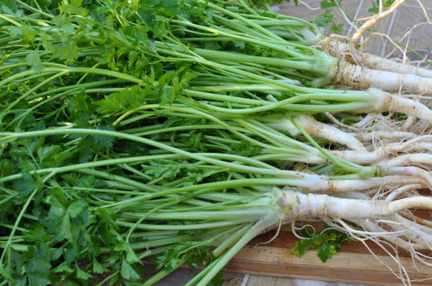 istock Freshly harvested parsley with leaves and roots. 2171776411