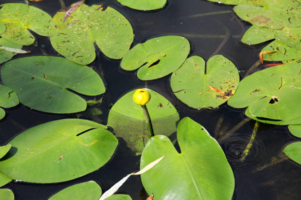 istock Nuphar lutea grows in a pond with a slow current 2171776615