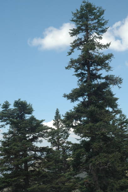 istock Pine trees on the plateau mountain 2171777785