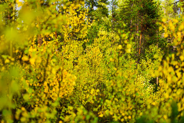 Autumn Aspen Leaves with Fresh Rainwater Drops - Closeup nature detail with early autumn hues of yellows and greens.