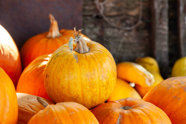 istock Rustic display of pumpkins at a local farm stand. 2171778495