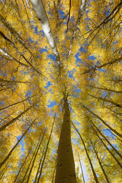 istock Looking up at autumn Aspen trees and blue sky 2171778624