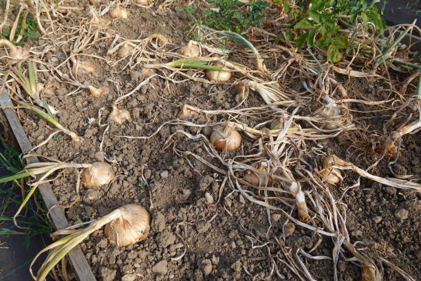 istock Drying Onions in Raised Garden Bed 2171778702
