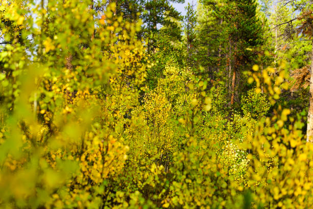 Autumn Aspen Leaves with Fresh Rainwater Drops - Closeup nature detail with early autumn hues of yellows and greens.