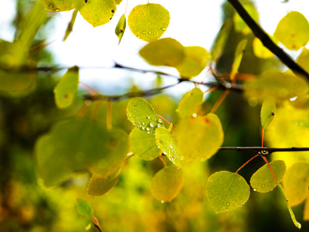 Autumn Aspen Leaves with Fresh Rainwater Drops - Closeup nature detail with early autumn hues of yellows and greens.