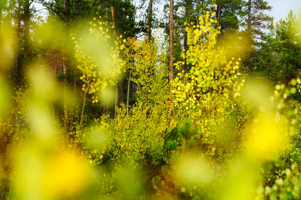 Autumn Aspen Leaves with Fresh Rainwater Drops - Closeup nature detail with early autumn hues of yellows and greens.