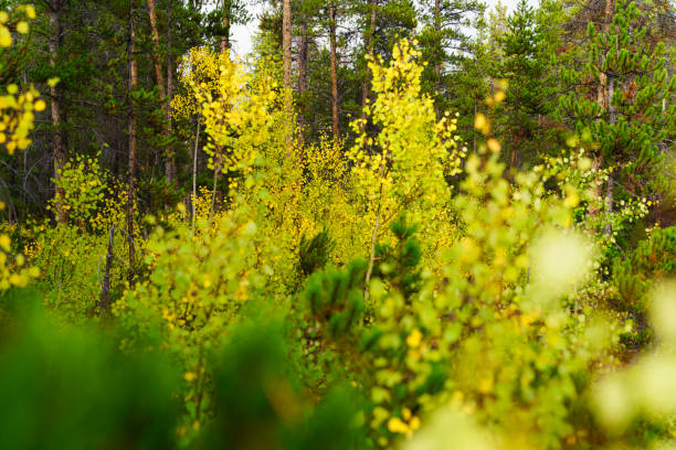 Autumn Aspen Leaves with Fresh Rainwater Drops - Closeup nature detail with early autumn hues of yellows and greens.