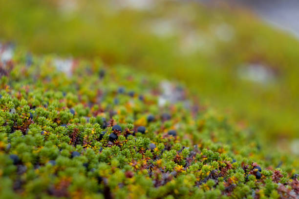 Lots of crowberries in the tundra cover