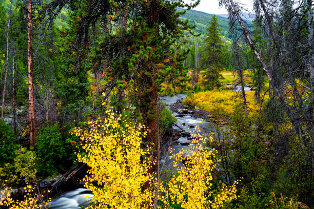 Flowing Creek in Autumn Through Mountain Valley - Scenic views during fall autumn colors.