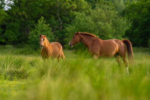 istock Two brown horses grazing in a green field.. 2171784016