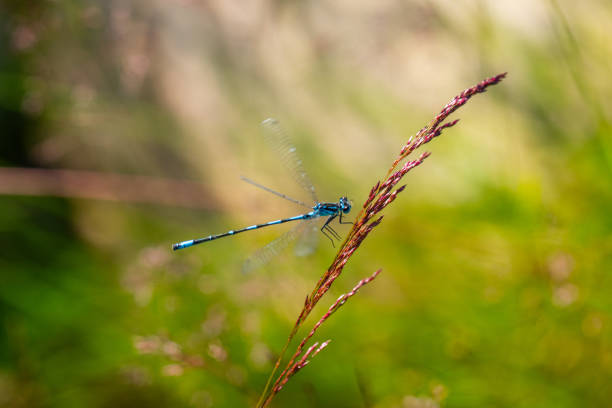 Irish Damselfly Coenagrion lunulatum perching on a grass straw.