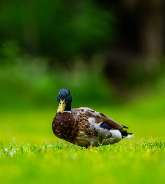 Mallard duck searching for food in a park.